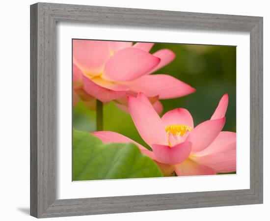 Two Pink Lotus Blossoms, Kenilworth Aquatic Gardens, Washington DC, USA-Corey Hilz-Framed Photographic Print