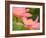 Two Pink Lotus Blossoms, Kenilworth Aquatic Gardens, Washington DC, USA-Corey Hilz-Framed Photographic Print