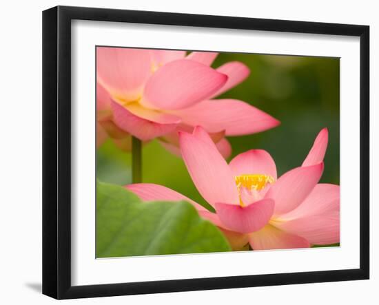 Two Pink Lotus Blossoms, Kenilworth Aquatic Gardens, Washington DC, USA-Corey Hilz-Framed Photographic Print