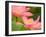 Two Pink Lotus Blossoms, Kenilworth Aquatic Gardens, Washington DC, USA-Corey Hilz-Framed Photographic Print