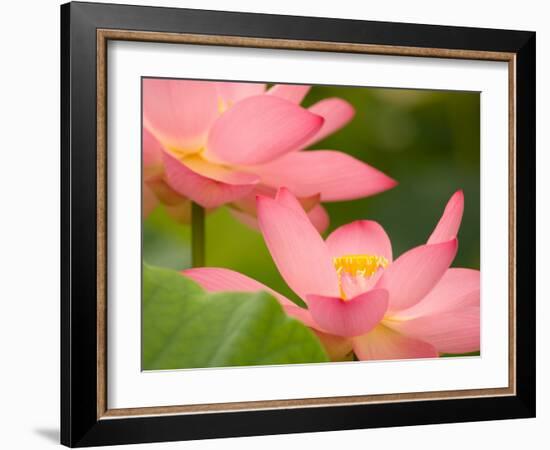 Two Pink Lotus Blossoms, Kenilworth Aquatic Gardens, Washington DC, USA-Corey Hilz-Framed Photographic Print