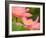 Two Pink Lotus Blossoms, Kenilworth Aquatic Gardens, Washington DC, USA-Corey Hilz-Framed Photographic Print