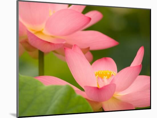 Two Pink Lotus Blossoms, Kenilworth Aquatic Gardens, Washington DC, USA-Corey Hilz-Mounted Photographic Print