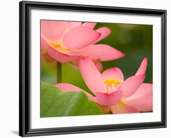 Two Pink Lotus Blossoms, Kenilworth Aquatic Gardens, Washington DC, USA-Corey Hilz-Framed Photographic Print