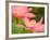 Two Pink Lotus Blossoms, Kenilworth Aquatic Gardens, Washington DC, USA-Corey Hilz-Framed Photographic Print