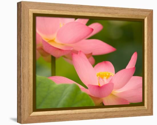Two Pink Lotus Blossoms, Kenilworth Aquatic Gardens, Washington DC, USA-Corey Hilz-Framed Premier Image Canvas