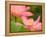 Two Pink Lotus Blossoms, Kenilworth Aquatic Gardens, Washington DC, USA-Corey Hilz-Framed Premier Image Canvas