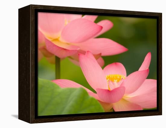 Two Pink Lotus Blossoms, Kenilworth Aquatic Gardens, Washington DC, USA-Corey Hilz-Framed Premier Image Canvas