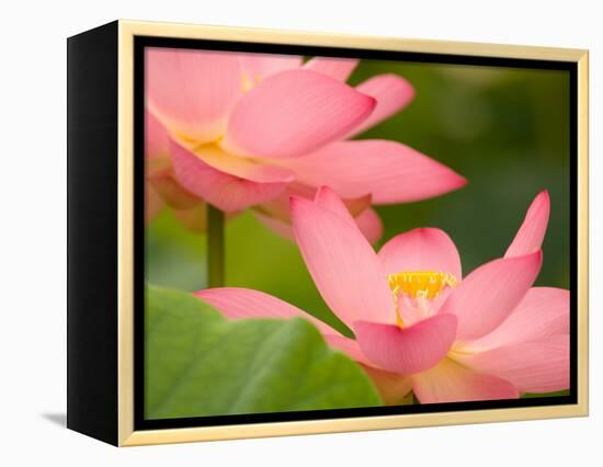 Two Pink Lotus Blossoms, Kenilworth Aquatic Gardens, Washington DC, USA-Corey Hilz-Framed Premier Image Canvas