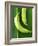 Two Plantains on a Banana Leaf-Armin Zogbaum-Framed Photographic Print