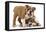 Two Playful Bulldog Puppies, 11 Weeks-Mark Taylor-Framed Premier Image Canvas