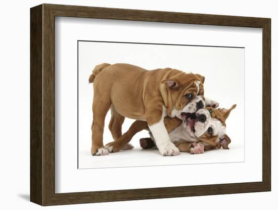 Two Playful Bulldog Puppies, 11 Weeks-Mark Taylor-Framed Photographic Print