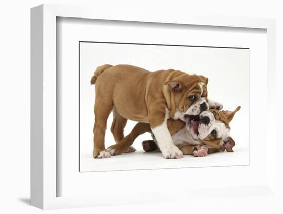 Two Playful Bulldog Puppies, 11 Weeks-Mark Taylor-Framed Photographic Print