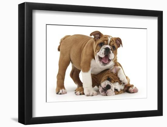 Two Playful Bulldog Puppies, 11 Weeks-Mark Taylor-Framed Photographic Print