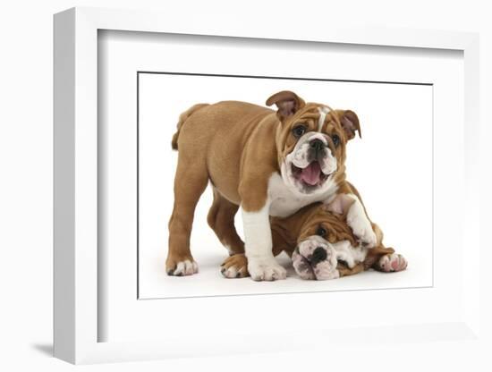 Two Playful Bulldog Puppies, 11 Weeks-Mark Taylor-Framed Photographic Print