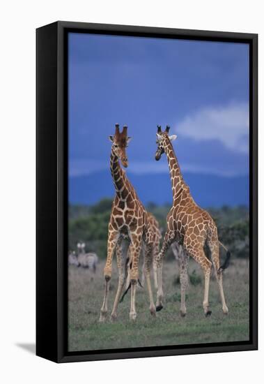 Two Playful Giraffes-DLILLC-Framed Premier Image Canvas