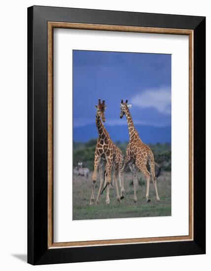 Two Playful Giraffes-DLILLC-Framed Photographic Print