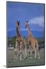 Two Playful Giraffes-DLILLC-Mounted Photographic Print