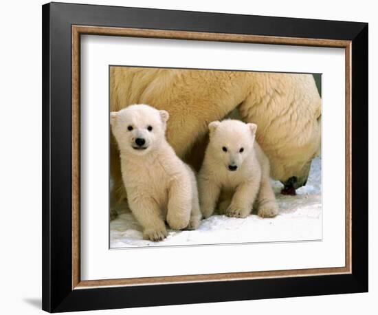 Two Polar Bear Cubs Keep an Eye on the Photographer as Their Mother Licks the Snow at Hogle Zoo-null-Framed Premium Photographic Print