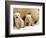 Two Polar Bear Cubs Keep an Eye on the Photographer as Their Mother Licks the Snow at Hogle Zoo-null-Framed Premium Photographic Print