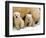 Two Polar Bear Cubs Keep an Eye on the Photographer as Their Mother Licks the Snow at Hogle Zoo-null-Framed Premium Photographic Print