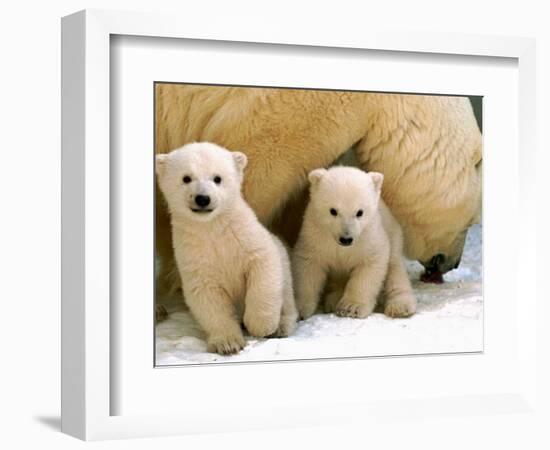 Two Polar Bear Cubs Keep an Eye on the Photographer as Their Mother Licks the Snow at Hogle Zoo-null-Framed Premium Photographic Print