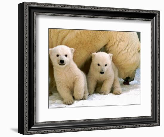 Two Polar Bear Cubs Keep an Eye on the Photographer as Their Mother Licks the Snow at Hogle Zoo-null-Framed Premium Photographic Print