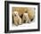 Two Polar Bear Cubs Keep an Eye on the Photographer as Their Mother Licks the Snow at Hogle Zoo-null-Framed Premium Photographic Print