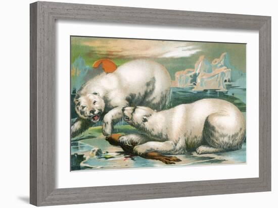 Two Polar Bears Fighting over Seal, 1884-null-Framed Giclee Print