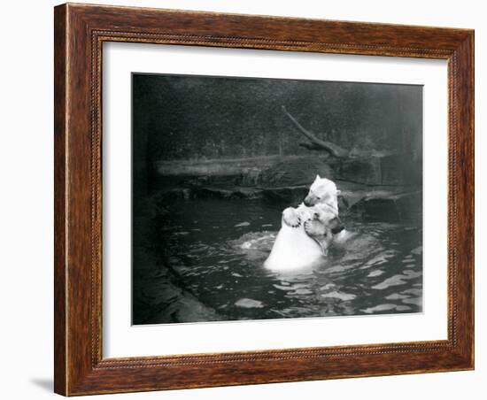 Two Polar Bears, Including a Juvenile, Hugging and Playing in a Pool at London Zoo, June 1922-Frederick William Bond-Framed Giclee Print