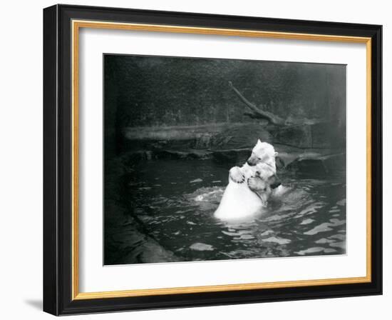 Two Polar Bears, Including a Juvenile, Hugging and Playing in a Pool at London Zoo, June 1922-Frederick William Bond-Framed Giclee Print