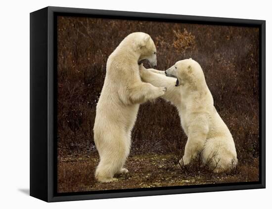 Two Polar Bears Play Fighting, Churchill, Hudson Bay, Canada-Inaki Relanzon-Framed Premier Image Canvas