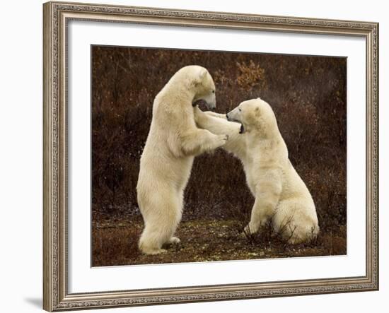 Two Polar Bears Play Fighting, Churchill, Hudson Bay, Canada-Inaki Relanzon-Framed Photographic Print