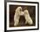 Two Polar Bears Play Fighting, Churchill, Hudson Bay, Canada-Inaki Relanzon-Framed Photographic Print