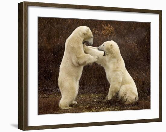 Two Polar Bears Play Fighting, Churchill, Hudson Bay, Canada-Inaki Relanzon-Framed Photographic Print