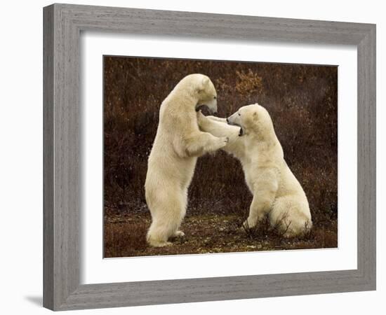 Two Polar Bears Play Fighting, Churchill, Hudson Bay, Canada-Inaki Relanzon-Framed Photographic Print