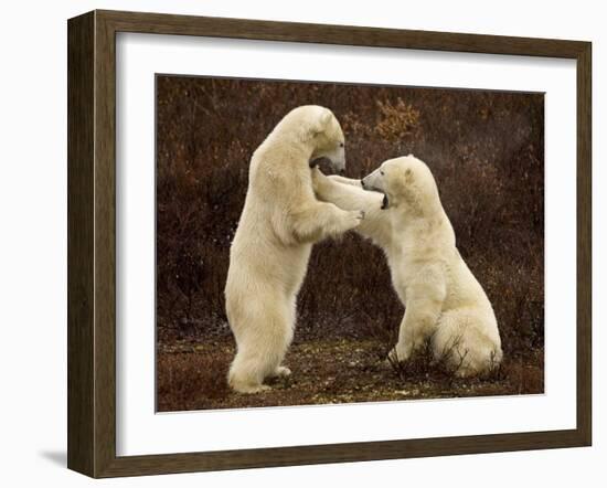 Two Polar Bears Play Fighting, Churchill, Hudson Bay, Canada-Inaki Relanzon-Framed Photographic Print