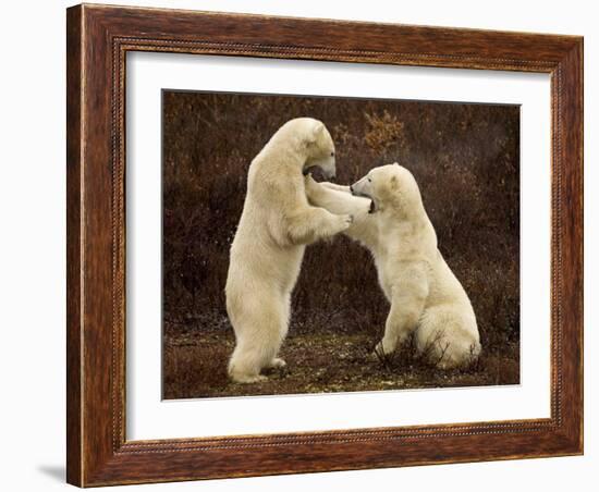 Two Polar Bears Play Fighting, Churchill, Hudson Bay, Canada-Inaki Relanzon-Framed Photographic Print