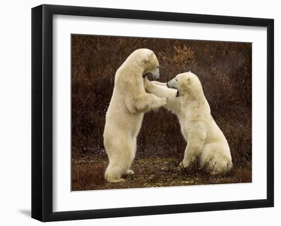 Two Polar Bears Play Fighting, Churchill, Hudson Bay, Canada-Inaki Relanzon-Framed Photographic Print