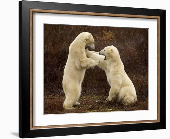 Two Polar Bears Play Fighting, Churchill, Hudson Bay, Canada-Inaki Relanzon-Framed Photographic Print