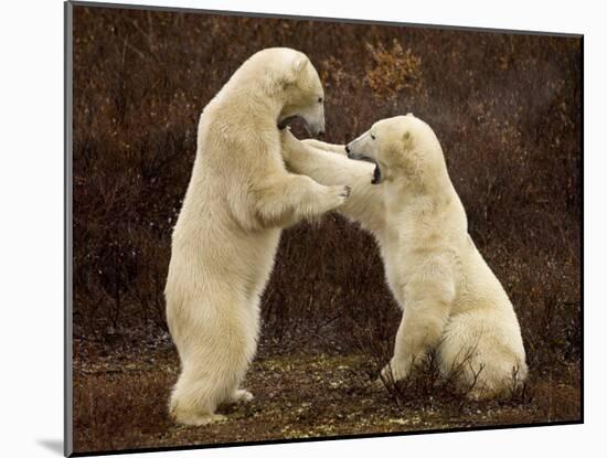 Two Polar Bears Play Fighting, Churchill, Hudson Bay, Canada-Inaki Relanzon-Mounted Photographic Print