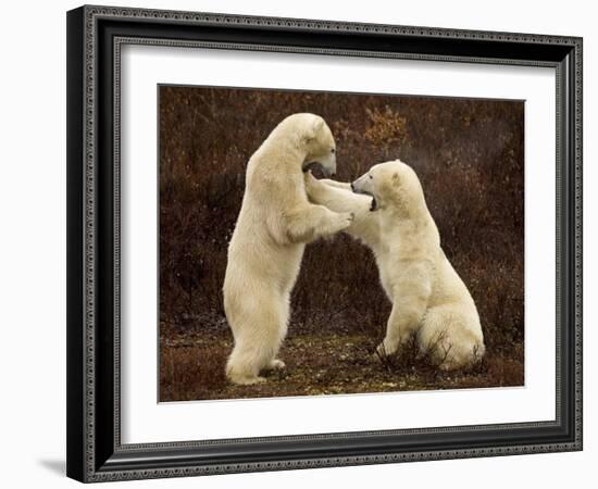 Two Polar Bears Play Fighting, Churchill, Hudson Bay, Canada-Inaki Relanzon-Framed Photographic Print