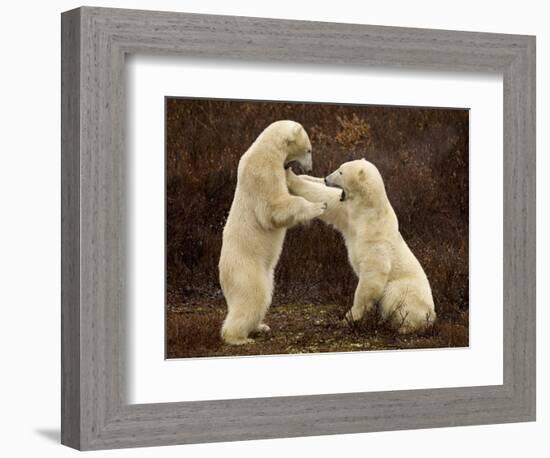 Two Polar Bears Play Fighting, Churchill, Hudson Bay, Canada-Inaki Relanzon-Framed Photographic Print