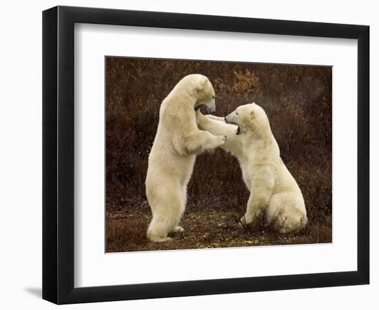 Two Polar Bears Play Fighting, Churchill, Hudson Bay, Canada-Inaki Relanzon-Framed Photographic Print