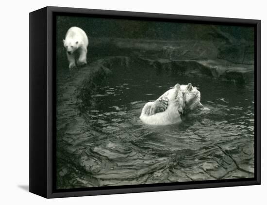 Two Polar Bears Romp in their Pool While Another Walks By, London Zoo, June 1922-Frederick William Bond-Framed Premier Image Canvas