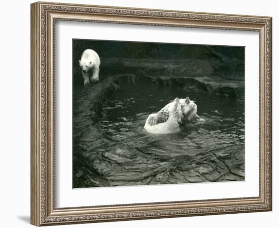 Two Polar Bears Romp in their Pool While Another Walks By, London Zoo, June 1922-Frederick William Bond-Framed Photographic Print