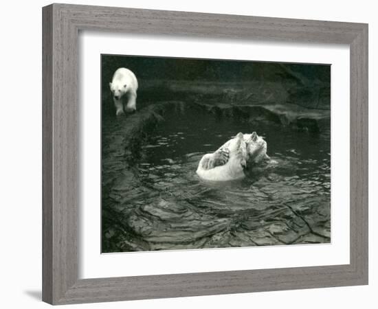 Two Polar Bears Romp in their Pool While Another Walks By, London Zoo, June 1922-Frederick William Bond-Framed Photographic Print