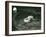 Two Polar Bears Romp in their Pool While Another Walks By, London Zoo, June 1922-Frederick William Bond-Framed Photographic Print