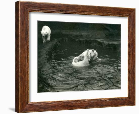 Two Polar Bears Romp in their Pool While Another Walks By, London Zoo, June 1922-Frederick William Bond-Framed Photographic Print