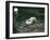 Two Polar Bears Romp in their Pool While Another Walks By, London Zoo, June 1922-Frederick William Bond-Framed Photographic Print